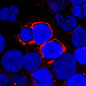 TWEAK/TNFSF12 was detected in immersion fixed human peripheral blood mononuclear cells (PBMCs) using Goat Anti-Human TWEAK/TNFSF12 Biotinylated Antigen Affinity-purified Polyclonal Antibody (Catalog # BAF1090) at 15 µg/mL for 3 hours at room temperature. Cells were stained using the NorthernLights™ 557-conjugated Streptavidin (red; Catalog # NL999) and counterstained with DAPI (blue). Specific staining was localized to plasma membrane and cytoplasm. View our protocol for Fluorescent ICC Staining of Cells on Coverslips.