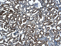 TWEAK R/TNFRSF12 was detected in perfusion fixed frozen sections of mouse kidney using 15 &micro;g/mL Goat Anti-Mouse TWEAK R/TNFRSF12 Antigen Affinity-purified Polyclonal Antibody (Catalog # AF1610) overnight at 4 &deg;C. Tissue was stained with the Anti-Goat HRP-DAB Cell & Tissue Staining Kit (brown; Catalog # CTS008) and counterstained with hematoxylin (blue). View our protocol for Chromogenic IHC Staining of Frozen Tissue Sections.