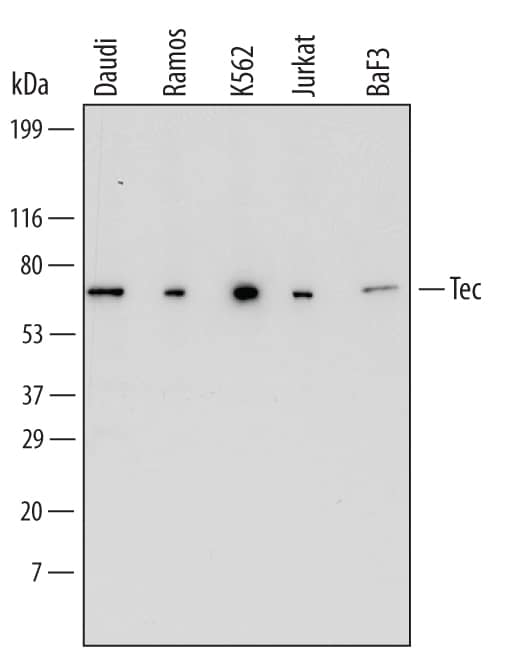 Western Blot Tec Antibody (663921)