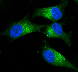 Tenascin C was detected in immersion fixed U-87 MG human glioblastoma/astrocytoma cell line using Goat Anti-Human Tenascin C Antigen Affinity-purified Polyclonal Antibody (Catalog # AF3358) at 10 µg/mL for 3 hours at room temperature. Cells were stained using the NorthernLights™ 493-conjugated Anti-Goat IgG Secondary Antibody (green; Catalog # NL003) and counterstained with DAPI(blue). Specific staining was localized to cytoplasm. View our protocol for Fluorescent ICC Staining of Cells on Coverslips.