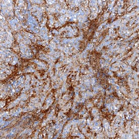 Immunohistochemistry Tenascin X Antibody [Unconjugated]