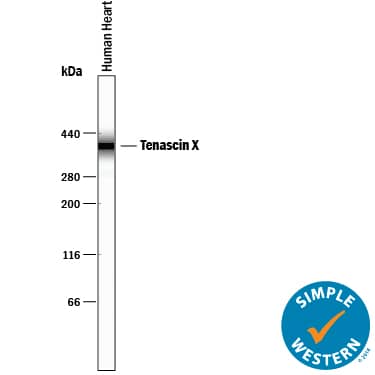 Simple Western Tenascin X Antibody [Unconjugated]