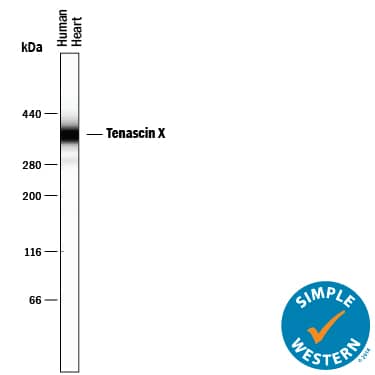 Simple Western Tenascin X Antibody (766842) [Unconjugated]