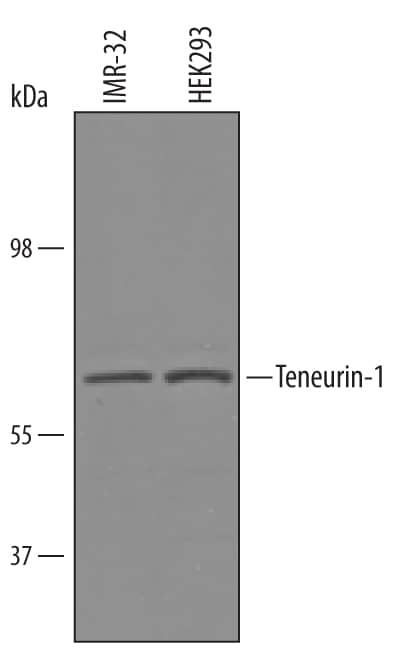Western Blot Teneurin-1 Antibody