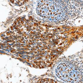 Immunohistochemistry Teneurin-2 Antibody [Unconjugated]