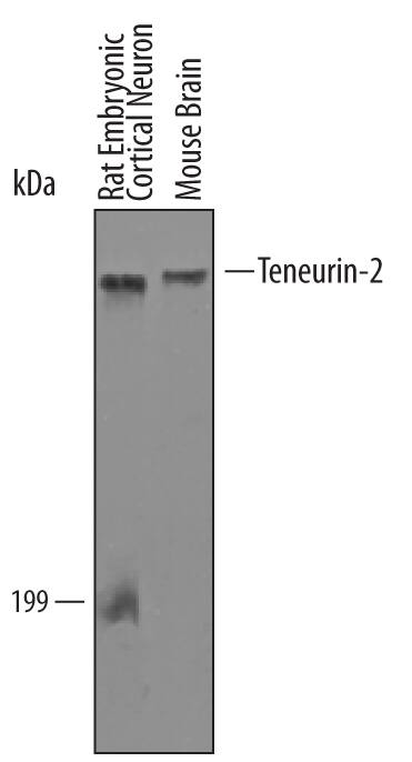 Western Blot Teneurin-2 Antibody [Unconjugated]