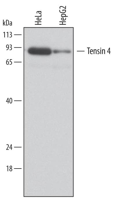 Western blot shows lysates of HeLa human cervical epithelial carcinoma cell line and HepG2 human hepatocellular carcinoma cell line. PVDF membrane was probed with 1 µg/mL of Mouse Anti-Human Tensin 4/CTEN Monoclonal Antibody (Catalog # MAB6925) followed by HRP-conjugated Anti-Mouse IgG Secondary Antibody (Catalog # HAF007). A specific band was detected for Tensin 4/CTEN at approximately 90 kDa (as indicated). This experiment was conducted under reducing conditions and using Immunoblot Buffer Group 1.