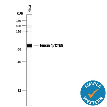 Simple Western lane view shows lysates of HeLa human cervical epithelial carcinoma cell line, loaded at 0.2 mg/mL. A specific band was detected for Tensin 4/CTEN at approximately 74 kDa (as indicated) using 10 µg/mL of Mouse Anti-Human Tensin 4/CTEN Monoclonal Antibody (Catalog # MAB6925). This experiment was conducted under reducing conditions and using the 12-230 kDa separation system.