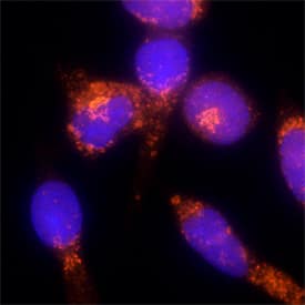 TGN38 was detected in immersion fixed RBL-2H3 rat basophilic leukemia cell line using Sheep Anti-Rat TGN38 Antigen Affinity-purified Polyclonal Antibody (Catalog # AF8059) at 1.7 µg/mL for 3 hours at room temperature. Cells were stained using the NorthernLights™ 557-conjugated Anti-Sheep IgG Secondary Antibody (red; Catalog # NL010) and counterstained with DAPI (blue). Specific staining was localized to Golgi vesicles in cytoplasm. View our protocol for Fluorescent ICC Staining of Non-adherent Cells.