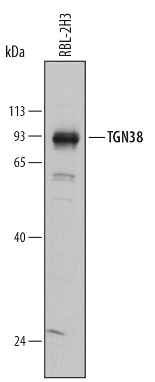 Western blot shows lysates of RBL-2H3 rat basophilic leukemia cell line. PVDF membrane was probed with 0.25 µg/mL of Sheep Anti-Rat TGN38 Antigen Affinity-purified Polyclonal Antibody (Catalog # AF8059) followed by HRP-conjugated Anti-Sheep IgG Secondary Antibody (Catalog # HAF016). A specific band was detected for TGN38 at approximately 90 kDa (as indicated). This experiment was conducted under reducing conditions and using Immunoblot Buffer Group 1.