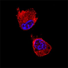 TGN38 was detected in immersion fixed NIH-3T3 mouse embryonic fibroblast cell line using Rat Anti-Mouse TGN38 Monoclonal Antibody (Catalog # MAB7944) at 25 µg/mL for 3 hours at room temperature. Cells were stained using the NorthernLights™ 557-conjugated Anti-Rat IgG Secondary Antibody (red; Catalog # NL013) and counterstained with DAPI (blue). Specific staining was localized to vesicles in the cytoplasm. View our protocol for Fluorescent ICC Staining of Cells on Coverslips.