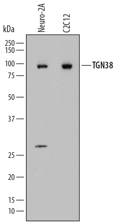 Western blot shows lysates of Neuro-2A mouse neuroblastoma cell line and C2C12 mouse myoblast cell line. PVDF membrane was probed with 1 µg/mL of Rat Anti-Mouse TGN38 Monoclonal Antibody (Catalog # MAB7944) followed by HRP-conjugated Anti-Rat IgG Secondary Antibody (Catalog # HAF005). A specific band was detected for TGN38 at approximately 90 kDa (as indicated). This experiment was conducted under reducing conditions and using Immunoblot Buffer Group 1.