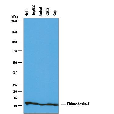 Western blot shows lysates of HeLa human cervical epithelial carcinoma cell line, HepG2 human hepatocellular carcinoma cell line, Jurkat human acute T cell leukemia cell line, K562 human chronic myelogenous leukemia cell line, and Raji human Burkitt's lymphoma cell line. PVDF membrane was probed with 0.1 µg/mL of Goat Anti-Human Thioredoxin-1 Antigen Affinity-purified Polyclonal Antibody (Catalog # AF1970) followed by HRP-conjugated Anti-Goat IgG Secondary Antibody (Catalog # HAF019). A specific band was detected for Thioredoxin-1 at approximately 12 kDa (as indicated). This experiment was conducted under reducing conditions and using Immunoblot Buffer Group 1.