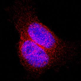 Thioredoxin-1 was detected in immersion fixed HeLa human cervical epithelial carcinoma cell line using Mouse Anti-Human/Mouse/Rat Thioredoxin-1 Monoclonal Antibody (Catalog # MAB19701) at 8 µg/mL for 3 hours at room temperature. Cells were stained using the NorthernLights™ 557-conjugated Anti-Mouse IgG Secondary Antibody (red; Catalog # NL007) and counterstained with DAPI (blue). Specific staining was localized to cytoplasm. View our protocol for Fluorescent ICC Staining of Cells on Coverslips.