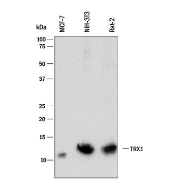 Western blot shows lysates of MCF-7 human breast cancer cell line, NIH-3T3 mouse embryonic fibroblast cell line, and Rat-2 rat embryonic fibroblast cell line. PVDF membrane was probed with 2 µg/mL of Mouse Anti-Human/Mouse/Rat Thioredoxin-1 Monoclonal Antibody (Catalog # MAB19701) followed by HRP-conjugated Anti-Mouse IgG Secondary Antibody (Catalog # HAF018). A specific band was detected for Thioredoxin-1 at approximately 12 kDa (as indicated). This experiment was conducted under reducing conditions and using Immunoblot Buffer Group 1.