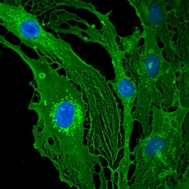 Immunocytochemistry Thrombomodulin/BDCA-3 Antibody [Unconjugated]