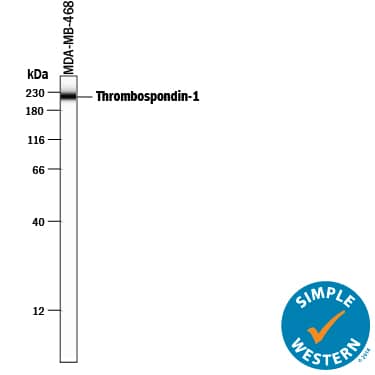 Simple Western lane view shows lysates of MBA-MB-468 human breast cancer cell line, loaded at 0.2 mg/mL. A specific band was detected for Thrombospondin-1 at approximately 221 kDa (as indicated) using 10 µg/mL of Goat Anti-Human Thrombospondin-1 Antigen Affinity-purified Polyclonal Antibody (Catalog # AF3074) followed by 1:50 dilution of HRP-conjugated Anti-Goat IgG Secondary Antibody (Catalog # HAF109). This experiment was conducted under reducing conditions and using the 12-230 kDa separation system.
