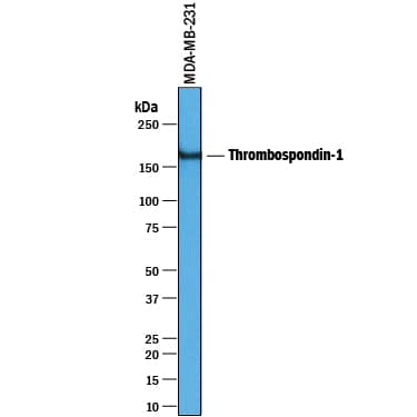 Western blot shows lysates of MDA-MB-231 human breast cancer cell line. PVDF membrane was probed with 1 µg/mL of Goat Anti-Human Thrombospondin-1 Antigen Affinity-purified Polyclonal Antibody (Catalog # AF3074) followed by HRP-conjugated Anti-Goat IgG Secondary Antibody (Catalog # HAF019). A specific band was detected for Thrombospondin-1 at approximately 160 kDa (as indicated). This experiment was conducted under reducing conditions and using Immunoblot Buffer Group 1.
