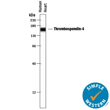 Simple Western Thrombospondin-4 Antibody [Unconjugated]