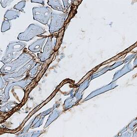 Immunohistochemistry Thrombospondin-4 Antibody [Unconjugated]