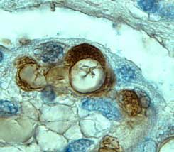 Immunohistochemistry Tie-1 Antibody [Unconjugated]