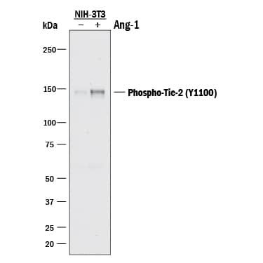 Western blot shows lysates of NIH-3T3 mouse embryonic fibroblast cell line transfected with mouse Tie-2 untreated (-) or treated (+) with 600 ng/mL Recombinant Human Angiopoietin-1 (Catalog # 923-AN) for 5 minutes. PVDF membrane was probed with 1 µg/mL of Rabbit Anti-Human/Mouse Phospho-Tie-2 (Y1102/Y1100) Antigen Affinity-purified Polyclonal Antibody (Catalog # AF3909) followed by HRP-conjugated Anti-Rabbit IgG Secondary Antibody (Catalog # HAF008). A specific band was detected for Phospho-Tie-2 (Y1102/1100) at approximately 150 kDa (as indicated). This experiment was conducted under reducing conditions and using Immunoblot Buffer Group 1.