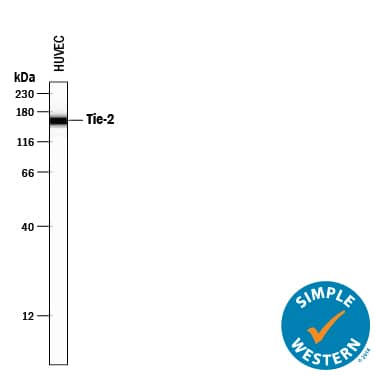 Simple Western Tie-2 Antibody [Unconjugated]