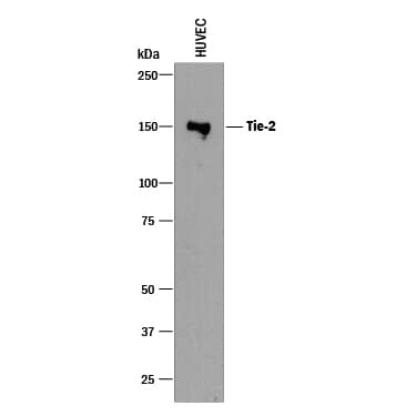 Western Blot Tie-2 Antibody [Unconjugated]