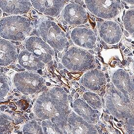 Tie-2 was detected in immersion fixed paraffin-embedded sections of mouse intestine tissue using Goat Anti-Mouse/Rat Tie-2 Antigen Affinity-purified Polyclonal Antibody (Catalog # AF762) at 1 µg/mL for 1 hour at room temperature followed by incubation with the Anti-Goat IgG VisUCyte™ HRP Polymer Antibody (Catalog # VC004). Before incubation with the primary antibody, tissue was subjected to heat-induced epitope retrieval using Antigen Retrieval Reagent-Basic (Catalog # CTS013). Tissue was stained using DAB (brown) and counterstained with hematoxylin (blue). Specific staining was localized to cell surface on endothelial cells. View our protocol for IHC Staining with VisUCyte HRP Polymer Detection Reagents.