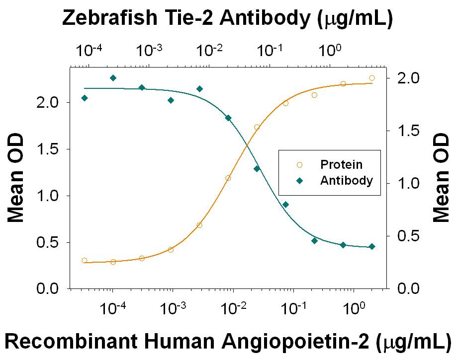 In a functional ELISA, Recombinant Human Angiopoietin-2 (Catalog # 623-AN) binds to immobilized Recombinant Zebrafish Tie-2 Fc Chimera (Catalog # 928-T2) coated at 4 µg/mL (100 µL/well) in a dose-dependent manner (orange line). Binding is blocked (green line) by increasing concentrations of Mouse Anti-Zebrafish Tie-2 Monoclonal Antibody (Catalog # MAB928). At 0.5 µg/mL, this antibody will block >90% of the binding.