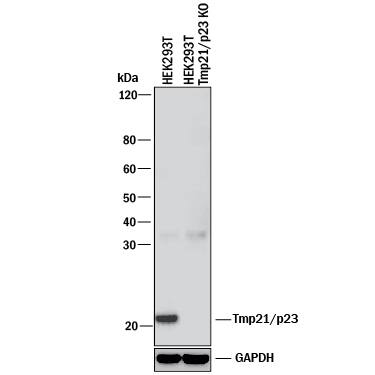 <b>Genetic Strategies Validation. </b>Western blot shows lysates of HEK293T human embryonic kidney parental cell line and Tmp21/p23 knockout HEK293T cell line (KO). PVDF membrane was probed with 0.5 µg/mL of Sheep Anti-Human/Mouse Tmp21/p23 Antigen Affinity-purified Polyclonal Antibody (Catalog # AF7630) followed by HRP-conjugated Anti-Sheep IgG Secondary Antibody (Catalog # HAF016). A specific band was detected for Tmp21/p23 at approximately 23 kDa (as indicated) in the parental HEK293T cell line, but is not detectable in knockout HEK293T cell line. GAPDH (Catalog # AF5718) is shown as a loading control. This experiment was conducted under reducing conditions and using Immunoblot Buffer Group 1.