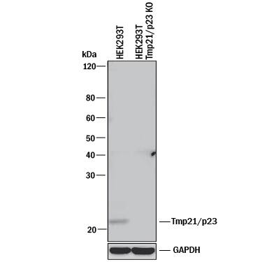 <b>Genetic Strategies Validation. </b>Western blot shows lysates of HEK293T human embryonic kidney parental cell line and Tmp21/p23 knockout HEK293T cell line (KO). PVDF membrane was probed with 1 µg/mL of Mouse Anti-Human/Mouse/Rat Tmp21/p23 Monoclonal Antibody (Catalog # MAB7630) followed by HRP-conjugated Anti-Mouse IgG Secondary Antibody (Catalog # HAF018). A specific band was detected for Tmp21/p23 at approximately 23 kDa (as indicated) in the parental HEK293T cell line, but is not detectable in knockout HEK293T cell line. GAPDH (Catalog # MAB5718) is shown as a loading control. This experiment was conducted under reducing conditions and using Immunoblot Buffer Group 1.