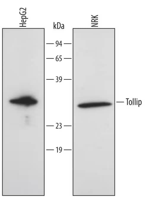 Western blot shows lysates of HepG2 human hepatocellular carcinoma cell line and NRK rat normal kidney cell line. PVDF membrane was probed with 1 µg/mL of Mouse Anti-Human/Rat Tollip Monoclonal Antibody (Catalog # MAB4678) followed by HRP-conjugated Anti-Mouse IgG Secondary Antibody (Catalog # HAF007). A specific band was detected for Tollip at approximately 28 kDa (as indicated). This experiment was conducted under reducing conditions and using Immunoblot Buffer Group 2.