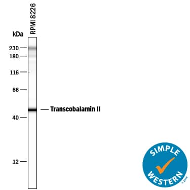 Simple Western Transcobalamin II Antibody (874420) [Unconjugated]