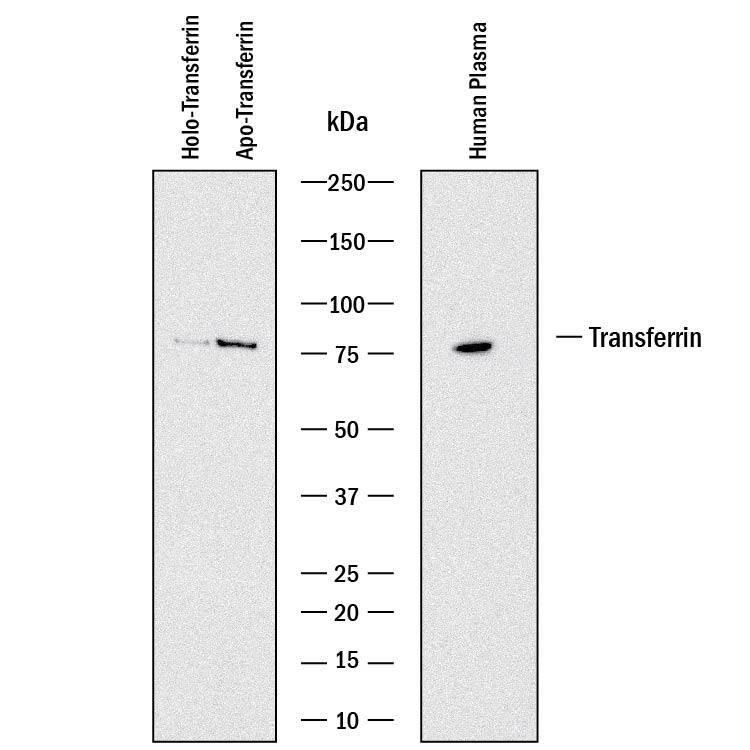 Western blot shows purified holo-transferrin, purified apo-transferrin, and human plasma. PVDF membrane was probed with 1 µg/mL of Goat Anti-Mouse Transferrin Antigen Affinity-purified Polyclonal Antibody (Catalog # AF3987) followed by HRP-conjugated Anti-Goat IgG Secondary Antibody (Catalog # HAF017). A specific band was detected for Transferrin at approximately 75 kDa (as indicated). This experiment was conducted under reducing conditions and using Immunoblot Buffer Group 1.