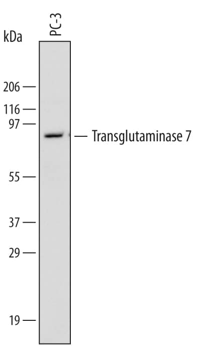 Western blot shows lysates of PC-3 human prostate cancer cell line. PVDF Membrane was probed with 2 µg/mL of Rat Anti-Human Transglutaminase 7/TGM7 Monoclonal Antibody (Catalog # MAB5426) followed by HRP-conjugated Anti-Rat IgG Secondary Antibody (Catalog # HAF005). A specific band was detected for Transglutaminase 7/TGM7 at approximately 80 kDa (as indicated). This experiment was conducted under reducing conditions and using Immunoblot Buffer Group 1.