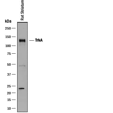 Western blot shows lysate of rat striatum tissue. PVDF membrane was probed with 1 µg/mL of Goat Anti-Rat TrkA Antigen Affinity-purified Polyclonal Antibody (Catalog # AF1056) followed by HRP-conjugated Anti-Goat IgG Secondary Antibody (Catalog # HAF017). A specific band was detected for TrkA at approximately 140 kDa (as indicated). This experiment was conducted under reducing conditions and using Immunoblot Buffer Group 1.