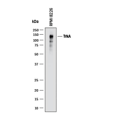 Western blot shows lysates of RPMI 8226 human multiple myeloma cell line. PVDF membrane was probed with 1 µg/mL of Goat Anti-Human TrkA Antigen Affinity-purified Polyclonal Antibody (Catalog # AF175) followed by HRP-conjugated Anti-Goat IgG Secondary Antibody (Catalog # HAF017). A specific band was detected for TrkA at approximately 140 kDa (as indicated). This experiment was conducted under reducing conditions and using Immunoblot Buffer Group 1.
