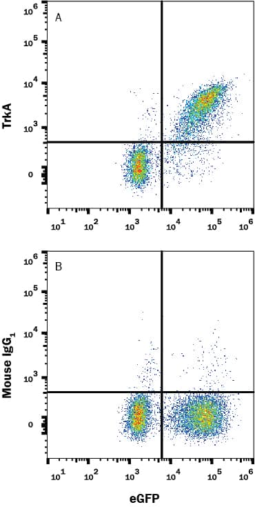BAF cell line transfected with human TrkA and eGFP was stained with (A) Mouse Anti-Human TrkA Monoclonal Antibody (Catalog # MAB1751R) or (B) Mouse IgG1 isotype control antibody (Catalog # MAB002) followed by APC-conjugated Anti-Mouse IgG Secondary Antibody (Catalog # F0101B). View our protocol for Staining Membrane-associated Proteins.
