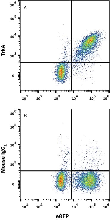 HEK293 human embryonic kidney cell line transfected with human TrkA and eGFP was stained with (A) Mouse Anti-Human TrkA Monoclonal Antibody (Catalog # MAB1752) or (B) Mouse IgG1 isotype control antibody (Catalog # MAB002) followed by APC-conjugated Anti-Mouse IgG Secondary Antibody (Catalog # F0101B). View our protocol for Staining Membrane-associated Proteins.