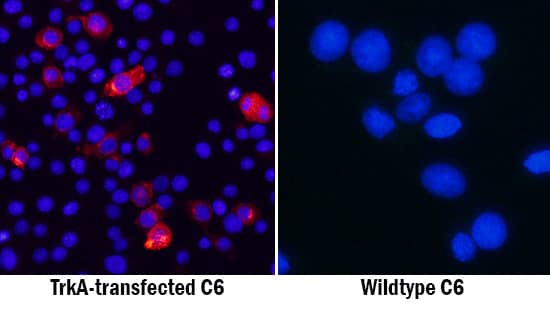 TrkA was detected in immersion fixed C6 rat glioma cell line transfected with TrkA (positive stain) or wildtype (negative stain) using Mouse Anti-Human TrkA Monoclonal Antibody (Catalog # MAB1752) at 8 µg/mL for 3 hours at room temperature. Cells were stained using the NorthernLights™ 557-conjugated Anti-Mouse IgG Secondary Antibody (red; Catalog # NL007) and counterstained with DAPI (blue). Specific staining was localized to cytoplasm. View our protocol for Fluorescent ICC Staining of Cells on Coverslips.