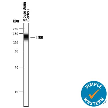 Simple Western lane view shows lysates of mouse brain (cortex) tissue , loaded at 0.2 mg/mL. A specific band was detected for TrkB at approximately 154 kDa (as indicated) using 10 µg/mL of Goat Anti-Human/Mouse/Rat TrkB Antigen Affinity-purified Polyclonal Antibody (Catalog # AF1494) followed by 1:50 dilution of HRP-conjugated Anti-Goat IgG Secondary Antibody (HAF109). This experiment was conducted under reducing conditions and using the 12-230 kDa separation system.