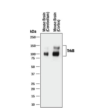 Western blot shows lysates of mouse brain (cerebellum) tissue and mouse brain (cortex) tissue . PVDF membrane was probed with 0.5 µg/mL of Goat Anti-Human/Mouse/Rat TrkB Antigen Affinity-purified Polyclonal Antibody (Catalog # AF1494) followed by HRP-conjugated Anti-Goat IgG Secondary Antibody (HAF017). Specific bands were detected for TrkB at approximately 90-100 and 140 kDa (as indicated). This experiment was conducted under reducing conditions and using Immunoblot Buffer Group 1.