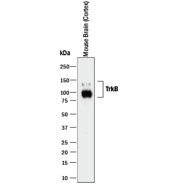 Western blot shows lysate of mouse brain (cortex) tissue. PVDF membrane was probed with 2 µg/mL of Rat Anti-Human/Mouse/Rat TrkB Monoclonal Antibody (Catalog # MAB1494) followed by HRP-conjugated Anti-Rat IgG Secondary Antibody (Catalog # HAF005). Specific bands were detected for TrkB at approximately 90-100 and 140 kDa (as indicated). This experiment was conducted under reducing conditions and using Immunoblot Buffer Group 1.