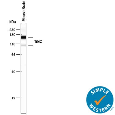 Simple Western TrkC Antibody [Unconjugated]