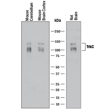 Western Blot TrkC Antibody [Unconjugated]
