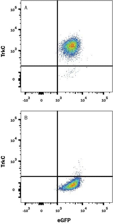 Human TrkC transfected Baf/3 cells (A), or (B) irrelevant transfectants and eGFP, were stained with Mouse Anti-Human TrkC Alexa Fluor® 647-conjugated Monoclonal Antibody (Catalog # FAB3731R). Quadrants were set based on Mouse Monoclonal IgG2B Alexa Fluor® 647-conjugated isotype control antibody (Catalog # IC0041R, data not shown). View our protocol for Staining Membrane-associated Proteins.