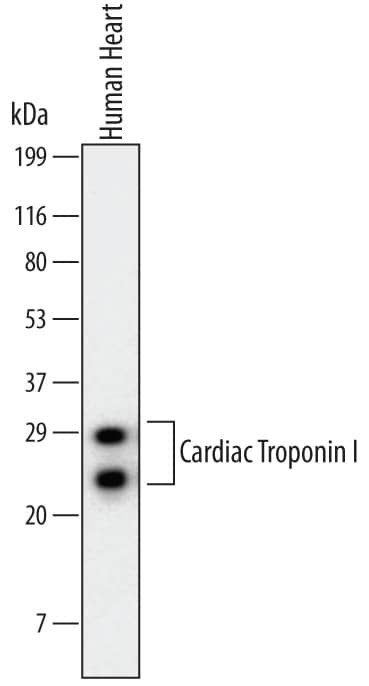 Western blot shows lysates of human heart tissue. PVDF membrane was probed with 1 µg/mL of Mouse Anti-Human Cardiac Troponin I/TNNI3 Monoclonal Antibody (Catalog # MAB6887) followed by HRP-conjugated Anti-Mouse IgG Secondary Antibody (Catalog # HAF007). Specific bands were detected for Cardiac Troponin I/TNNI3 at approximately 24-29 kDa (as indicated). This experiment was conducted under reducing conditions and using Immunoblot Buffer Group 1.