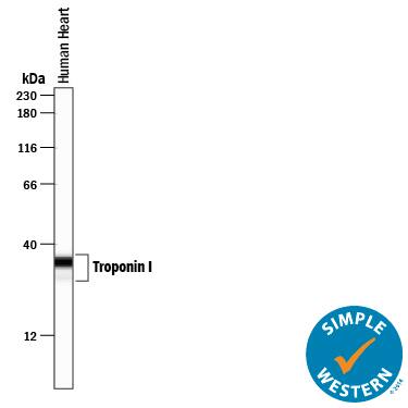 Simple Western lane view shows lysates of human heart tissue, loaded at 0.1 mg/mL. A specific band was detected for Troponin I/TNNI3 at approximately 25-35 kDa (as indicated) using 1 µg/mL of Rabbit Anti-Human Troponin I/TNNI3 Monoclonal Antibody (Catalog # MAB8594) . This experiment was conducted under reducing conditions and using the 12-230 kDa separation system.
