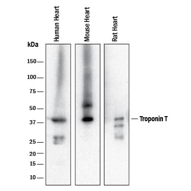 Western Blot Cardiac Troponin T Antibody (990033) [Unconjugated]